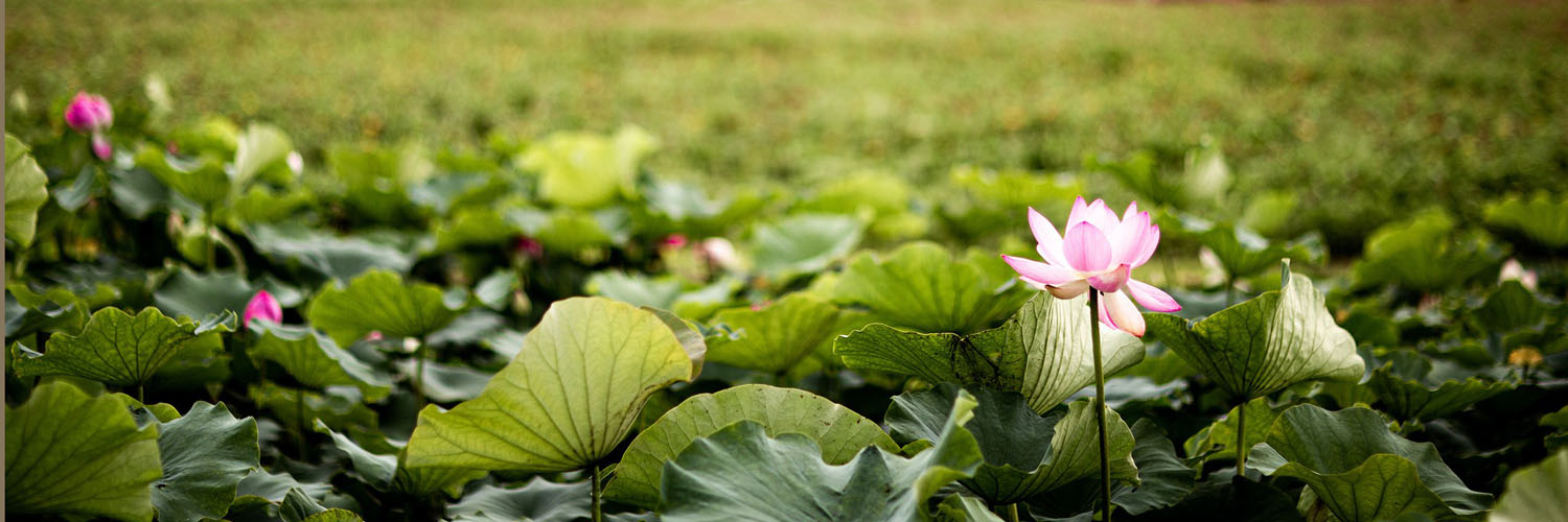 lotus mudra yoga