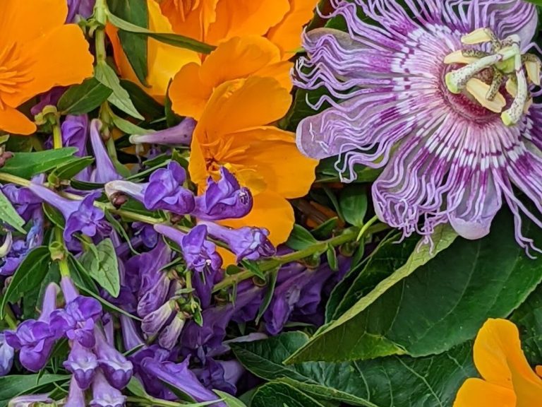 The best calming herbs for anxiety you can grow at home: tulsi, passionflower, and california poppy.