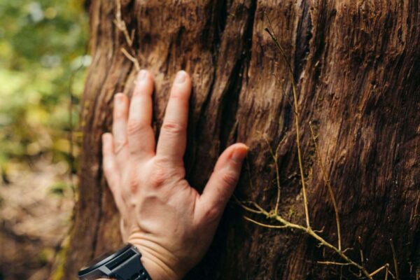 hand on tree nature lovers yoga retreat - root chakra meditation