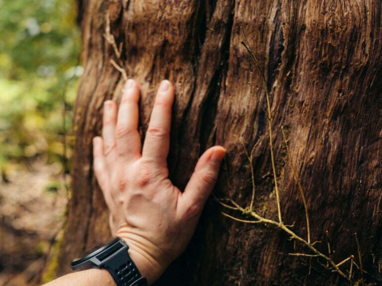 hand on tree nature lovers yoga retreat - root chakra meditation