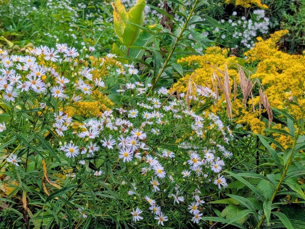 Goldenrod in bloom at the peak of late summer, ready for fall equinox harvest