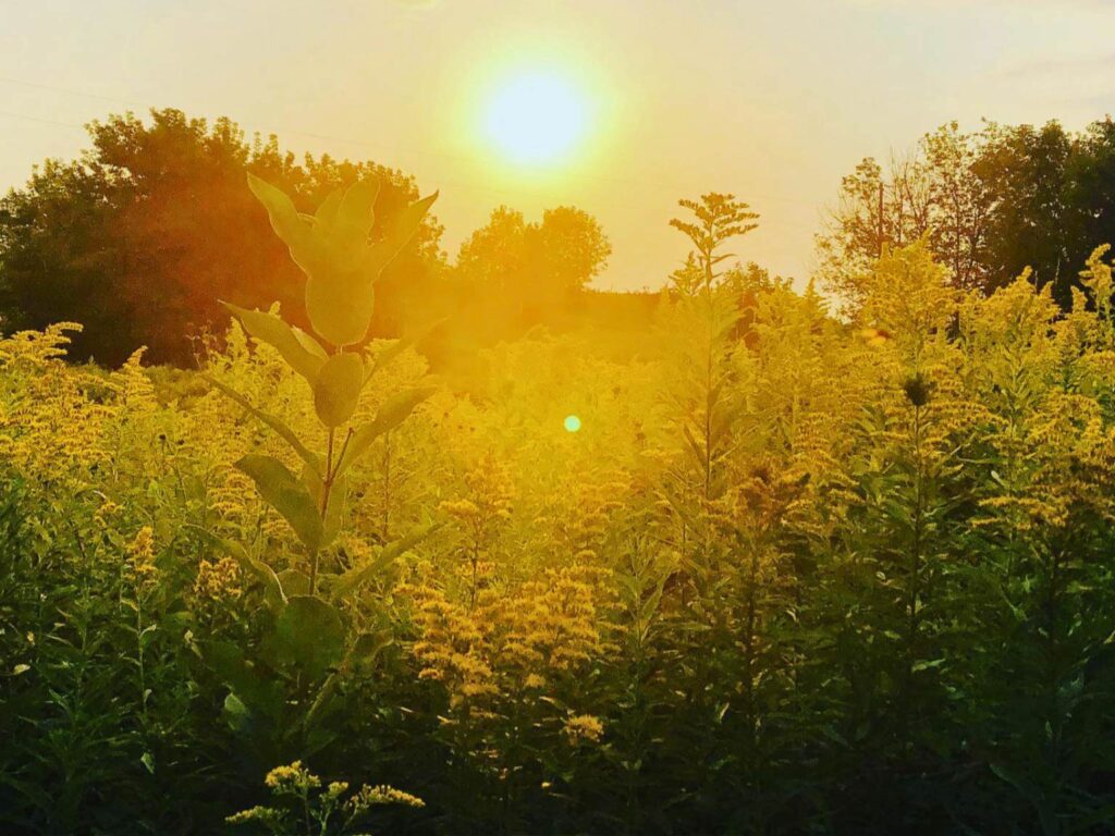 ritual harvest for fall equinox during sunset