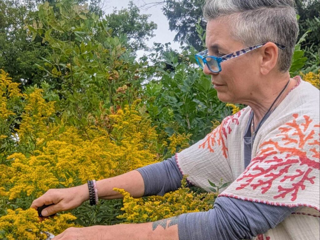 Master herbalist, Lisa LeCuyer, harvesting goldenrod