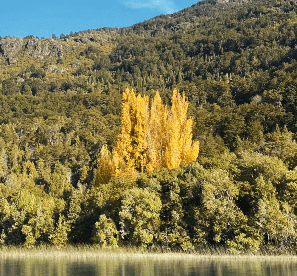 Golden autumn poplars glowing against forested mountains along a lake in Chile's Puelo Valley