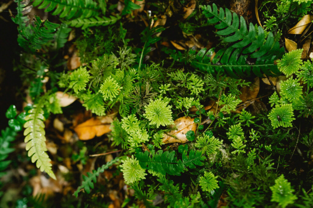Ferns, moss, and fallen leaves carpeting the rainforest floor in Chilean Patagonia.