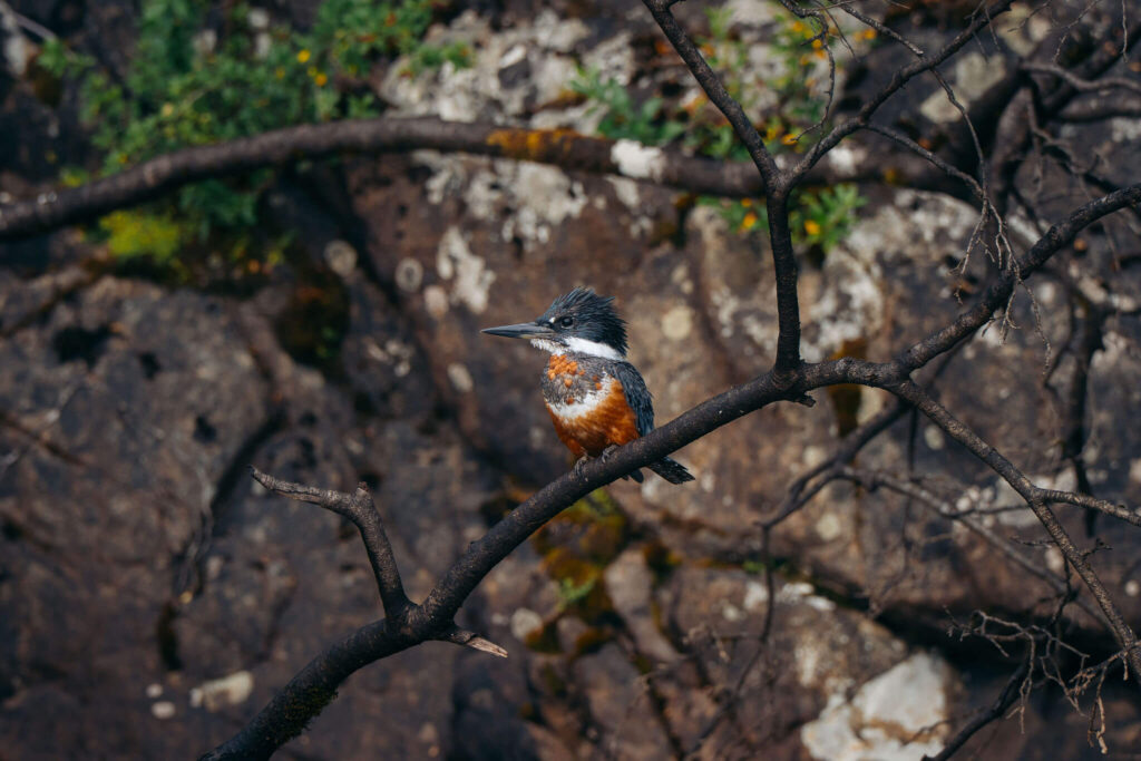 A ringed kingfisher perched on a bare branch above a mossy rock face in Chile's Puelo Valley.