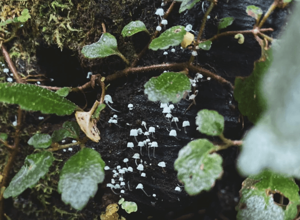 tiny-white-mushrooms-forest-floor-tawa-refugio-patagonia