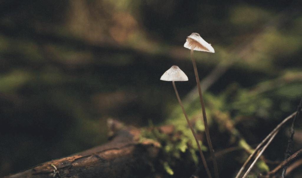 wild-mushrooms-mossy-log-tawa-refugio-patagonia-chile