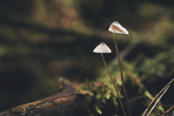 Two delicate wild mushrooms rising from a mossy fallen log in the Patagonian forest.