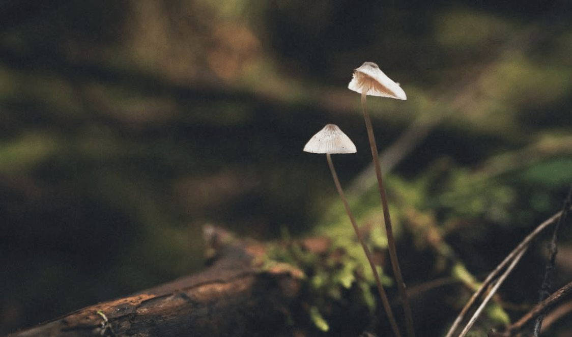 Two delicate wild mushrooms rising from a mossy fallen log in the Patagonian forest.